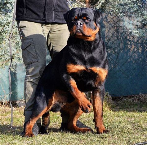 15 Reasons Why You Should Never Own Rottweilers