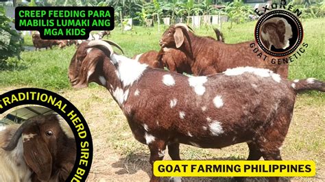 Farm Tour Sa Exoren Goat Geneticsgoat Farming Philippinesboer Goat