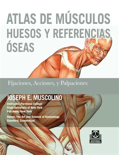 SOLUTION Atlas De Los Musculos Y Referencias Oseas Studypool