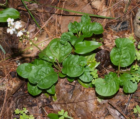 Pyrola americana (Rounded shinleaf)