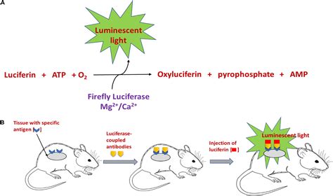 Frontiers Ultrasound Enhanced Chemiluminescence For Bioimaging