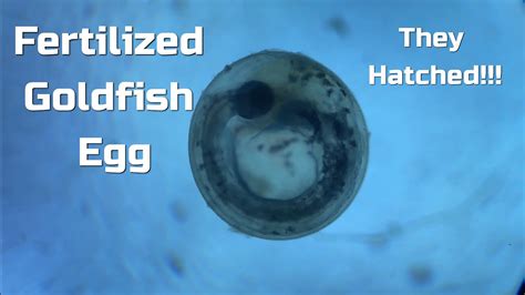 Fertilized Goldfish Egg Goldfish Eggs Hatch Youtube