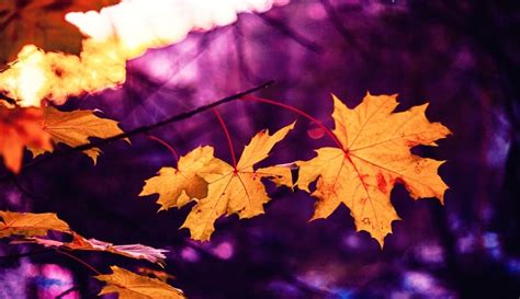 Purple Autumn Color Scheme » Image » SchemeColor.com