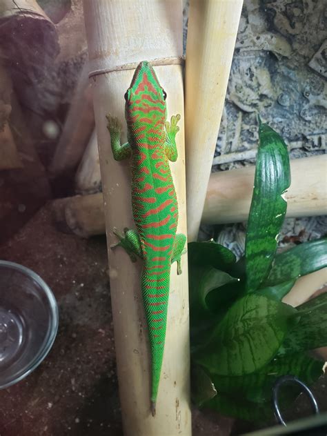 Crimson Giant Day Gecko By Dk Exotics Morphmarket