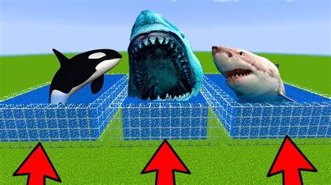 Do Not Choose The Wrong Pool In Minecraft Pe Megalodon White Shark