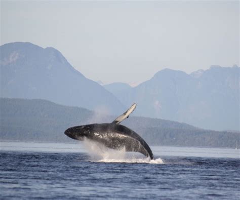 Whale Watching Vancouver Island | Adventure Quest Tours Canada