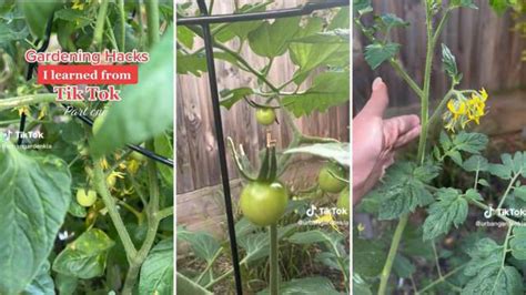 Gardener Shares Easy Natural Hack To Ensure Thriving Tomato Plants