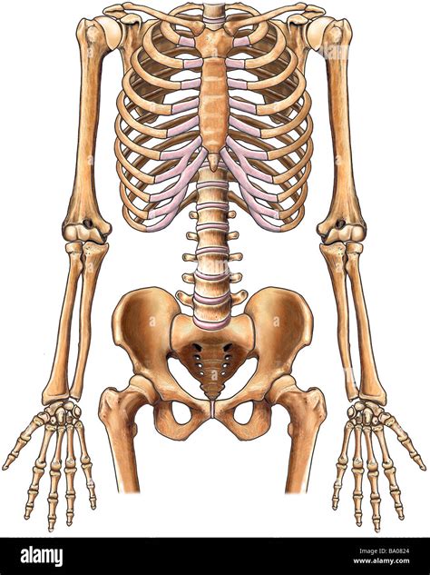 Human Skeletal System Anterior View