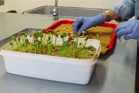 Germinacion De Las Semillas Archivos Bichos De Campo