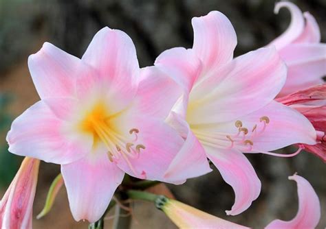 Amaryllis Belladonna Belladonna Lily All You Need To Know