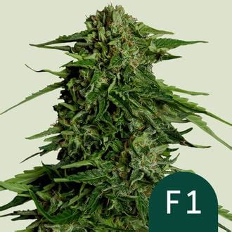 Epsilon F Auto Royal Queen Seeds Zamnesia