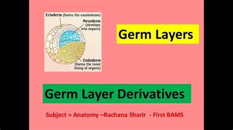 Gastrulation LGerm Layers L Germ Layer Derivatives L Ectoderm L