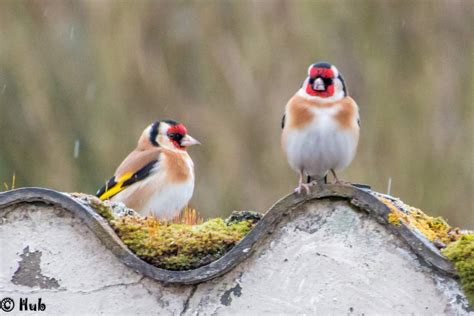 Oiseaux De Nos Campagnes Photographie De Graphub