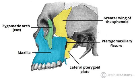 The Infratemporal Fossa - Borders - Contents - TeachMeAnatomy