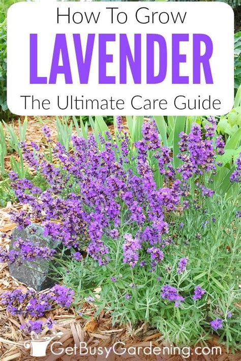 Lavender Is An Easy To Grow Drought Tolerant Herb With Beautiful