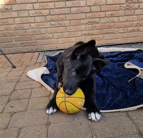 Malinois Border Collie Mix In Ronnenberg Niedersachsen Snautz De