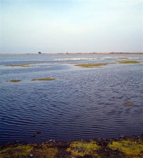 shell pond treatability study