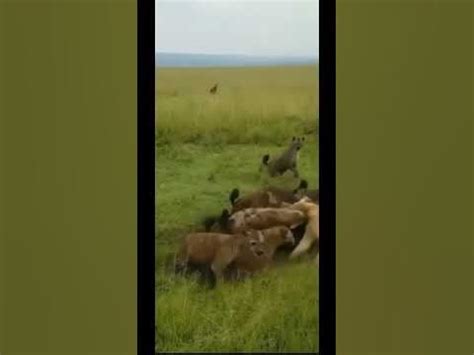 Стая Гиен против Львов…Кто сильнее???#shorts#львы#гиены#дикаяприрода# ...