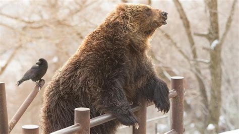 Femmina Di Orso Ritrovata Morta Con Il Cucciolo In Trentino La Repubblica