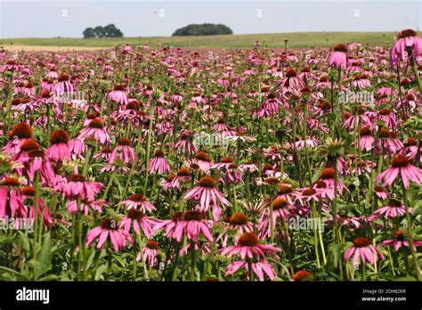 Purple Cone Flower Eastern Purple Coneflower Purple Coneflower