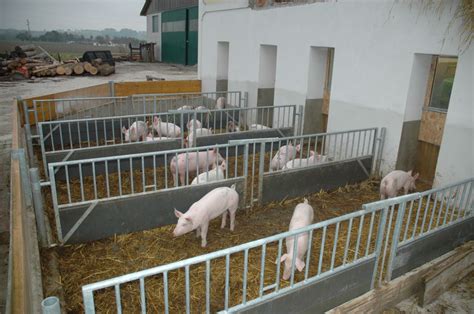 Braeuer Cc Pigs Bio Mast Biological Fattening At Oberaigner In A