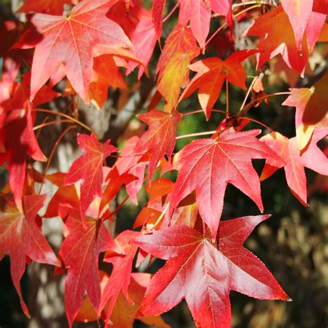 Liquidambar Styraciflua The Grange Garden Centre