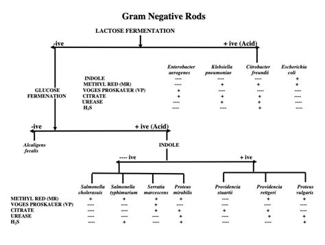 Solved Unknown Purpose Of Gram Staining Observation