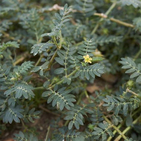 Abrojo Tribulus Terrestris Picturethis