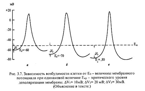 3.6. Локальный потенциал. Оценка проницаемости клеточной мембраны