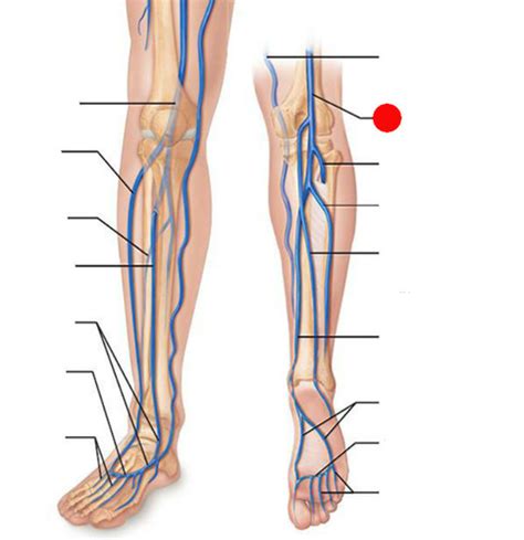 Assessment Of The Heart And Peripheral Vascular System Flashcards Quizlet