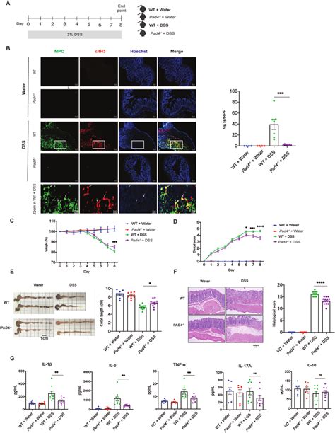 Deficiency In Pad4 Attenuates Dextran Sulfate Sodium Dss Induced