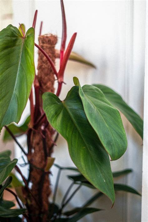 Red Emerald Philodendron Care Guide Philodendron Erubescens