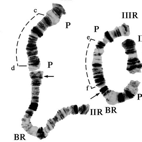 Polytene Chromosomes Of Stictochironomus Rosenscholdi N L