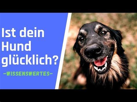 An DIESEN Anzeichen erkennst du ob dein Hund glücklich ist Hunde