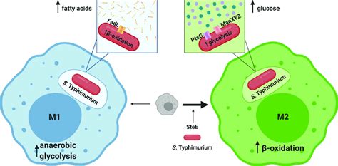 Salmonella Labeled Diagram Salmonella Entry And Early Salmonella Containing Vacuole