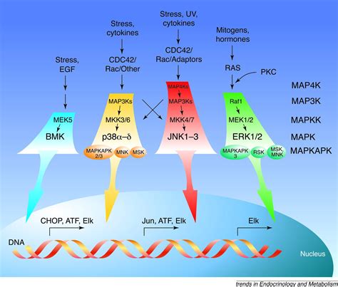 Activation Of Mapk Cascades By G Protein Coupled Receptors The Case Of