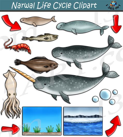 Narwhal Design Svg Narwahl Fish Design Png Clipart Cute Etsy