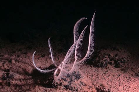 Where Do Deep Sea Creatures Live Where They Wont Dissolve Science