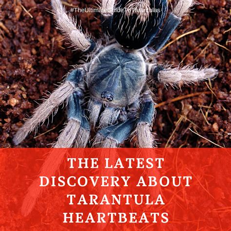 The Ultimate Guide To Tarantulas Tarantula Latest Discoveries Guide