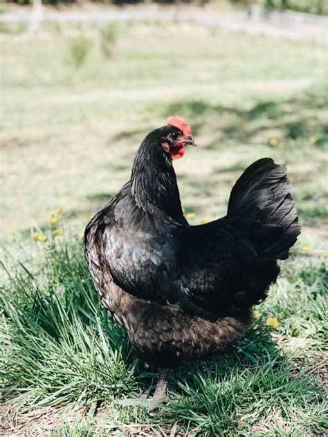 Choose The Best Chicken Breeds For Your Backyard Chickens Backyard