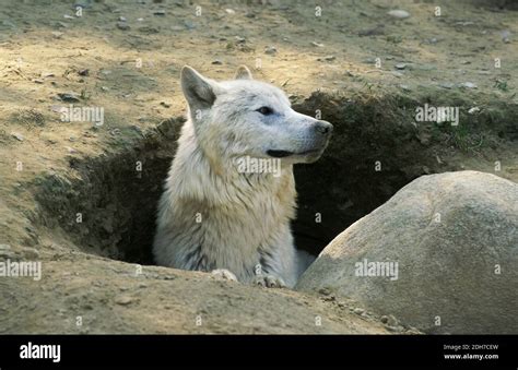 Arctic Wolf Canis Lupus Tundrarum Adult Standing At Den Entrance