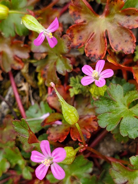 Photographs Of Geranium Lucidum UK Wildflowers Three Flowers