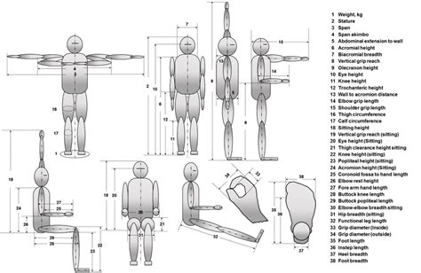 Anthropometric Dimensions In Standing And Sitting Postures Download