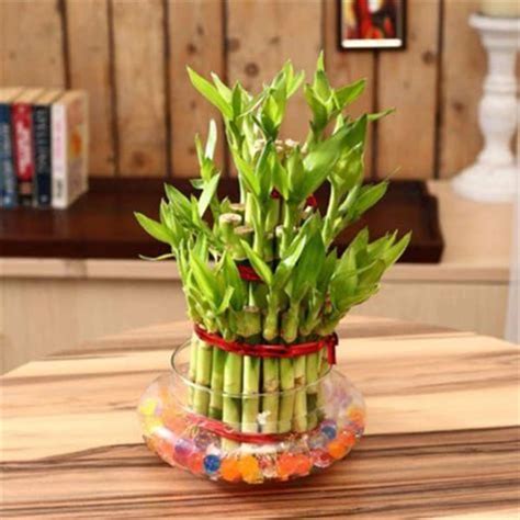 Buy Lucky Bamboo 3 Layer Online From Myowngarden®