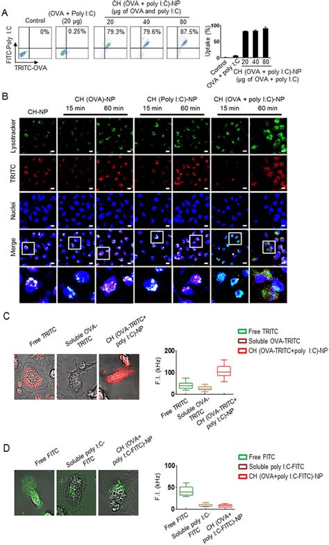 Intracellular Delivery Of CH OVA Poly I C NPs Into DCs A