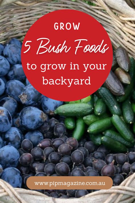 5 Bush Tucker Plants To Grow In Your Backyard Pip Magazine