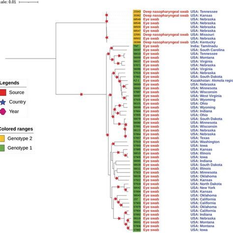 Whole Genome Phylogeny Of M Bovoculi Strains Genotype Are Marked In