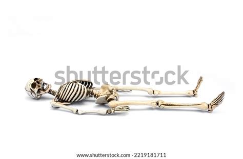 Human Skeleton Lying Down Death Concept Stock Photo 2219181711