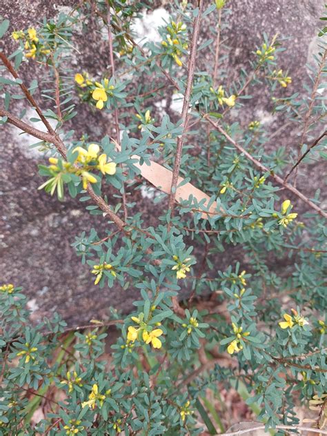 Bush Peas From Dangar Island NSW 2083 Australia On August 13 2023 At