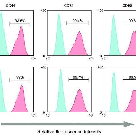 The ECIS Assay Was Performed To Assess Cell Proliferation The HUC MSCs